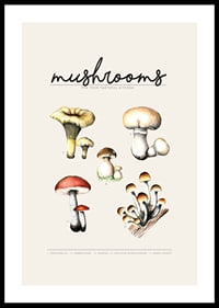Illustrated edible mushrooms in color on beige background-0