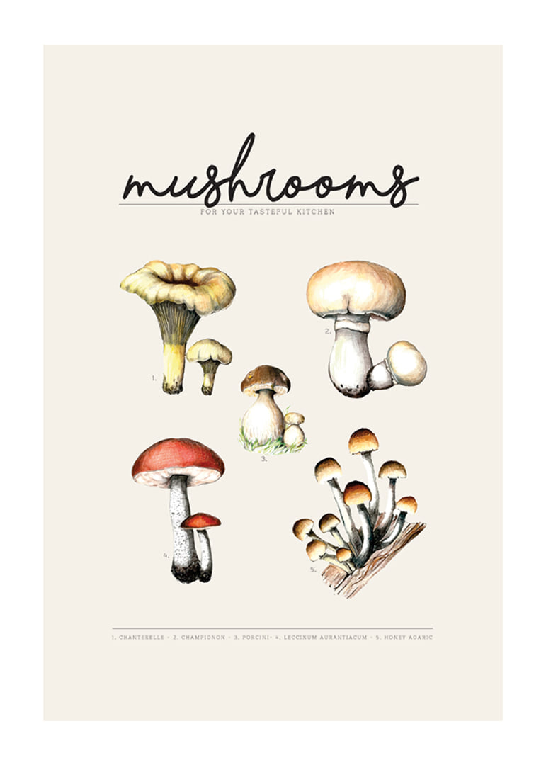 Illustrated edible mushrooms in color on beige background-12