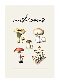 Illustrated edible mushrooms in color on beige background-1