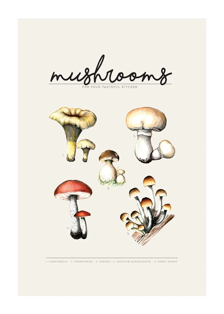 Illustrated edible mushrooms in color on beige background-12