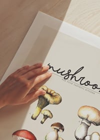 Illustrated edible mushrooms in color on beige background-9