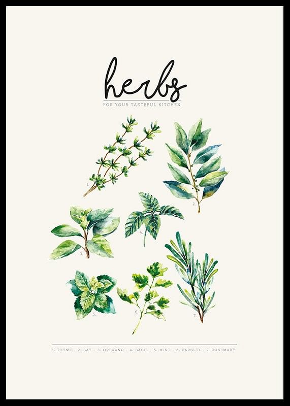 Herbs-12