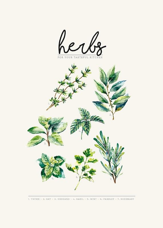 Herbs-12