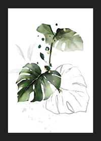 Watercolor of monstera leaves in green shades on white background-5