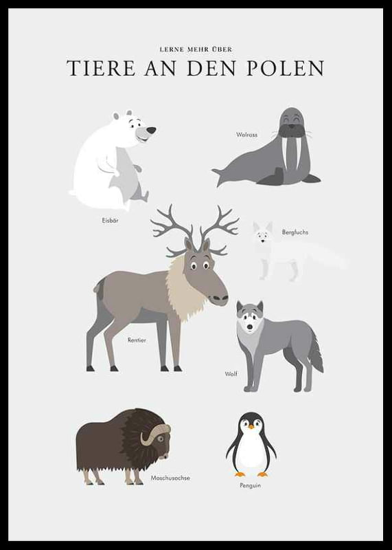 Tiere An Den Polen-12