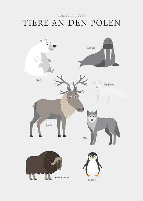 Tiere An Den Polen-12
