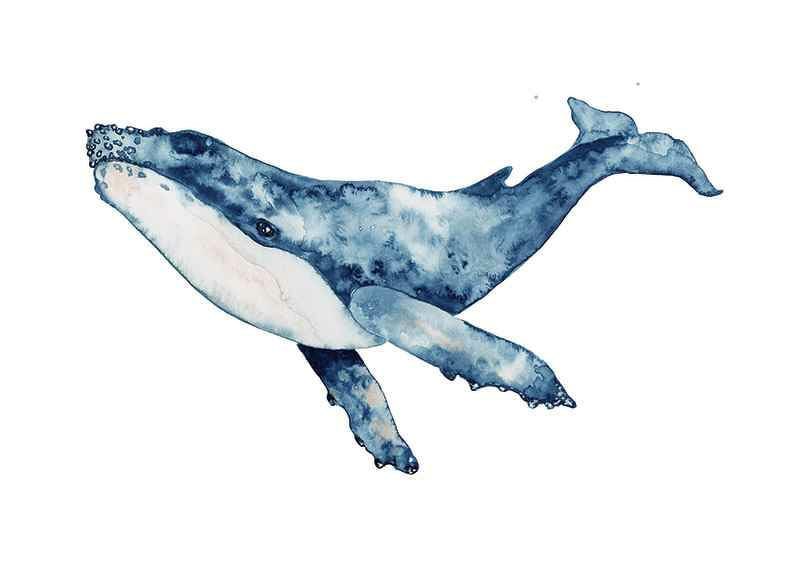 Akvarellillustration av blåval med vita och blå toner-12