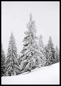 Fotografi av snötäckta granar på sluttande vinterskog-6