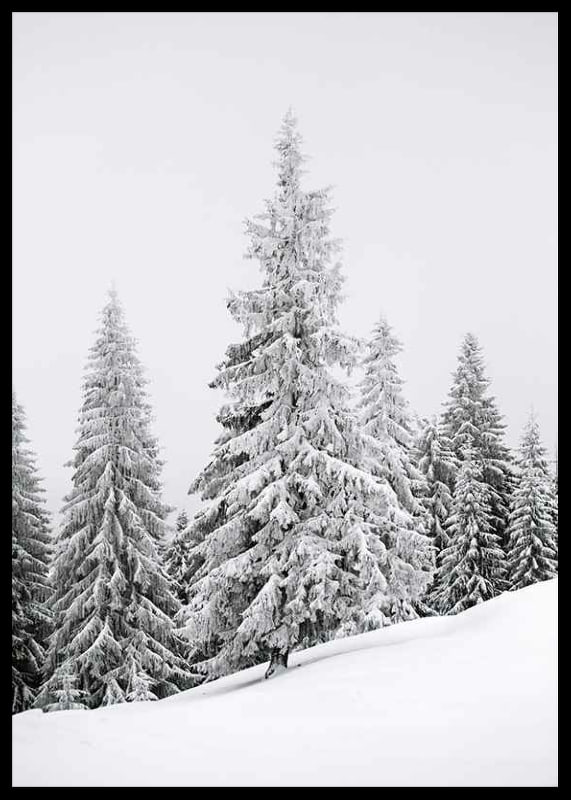 Fotografi av snötäckta granar på sluttande vinterskog-12