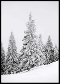 Spruce In Winter-2