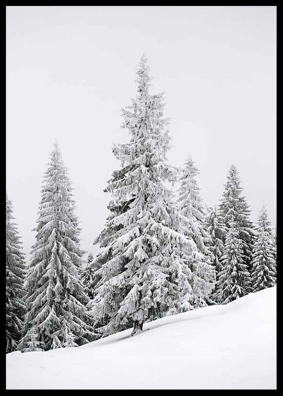 Spruce In Winter-12