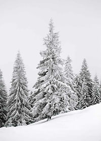 Fotografi av snötäckta granar på sluttande vinterskog-7