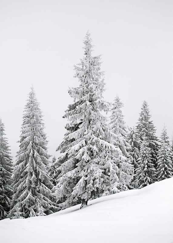 Fotografi av snötäckta granar på sluttande vinterskog-12