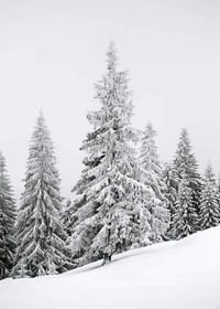 Spruce In Winter-3