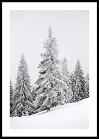 Fotografi av snötäckta granar på sluttande vinterskog-0