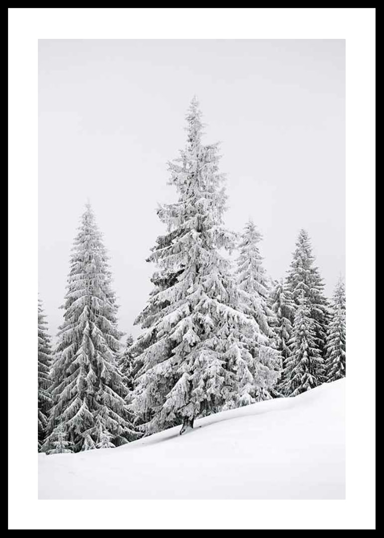 Fotografi av snötäckta granar på sluttande vinterskog-12