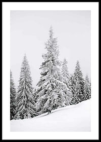 Spruce In Winter-0
