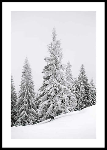 Poster Spruce In Winter