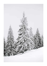 Fotografi av snötäckta granar på sluttande vinterskog-1