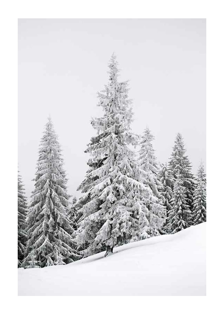 Fotografi av snötäckta granar på sluttande vinterskog-12