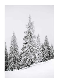 Spruce In Winter-1