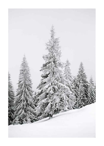 Poster Spruce In Winter