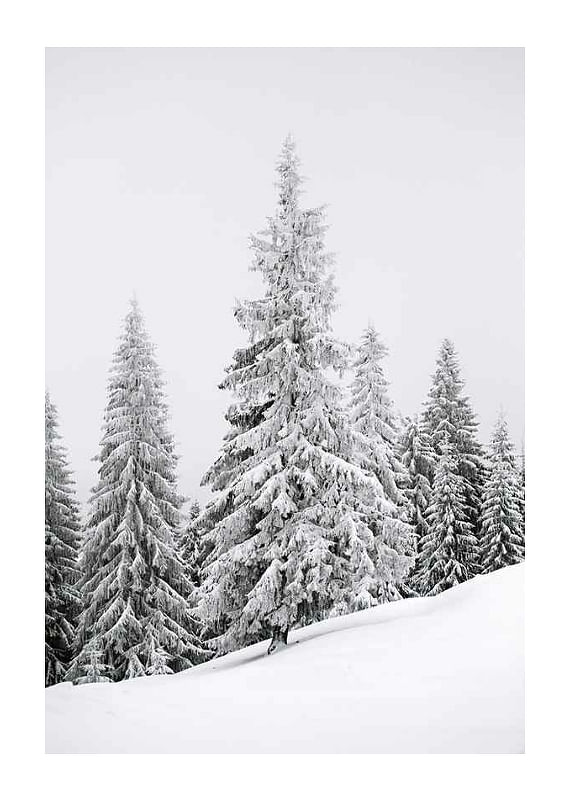 Plagát Spruce In Winter