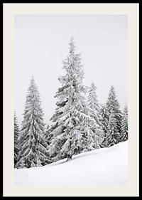 Fotografi av snötäckta granar på sluttande vinterskog-2