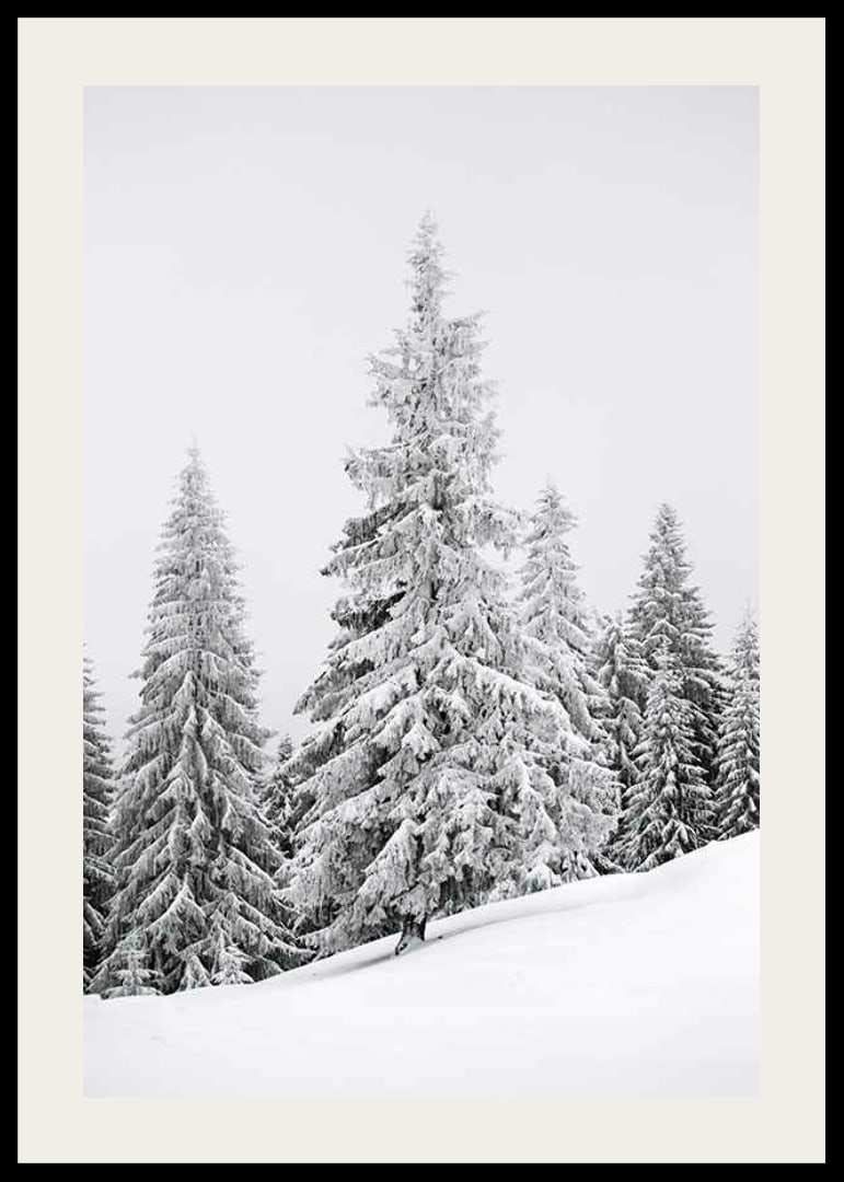 Fotografi av snötäckta granar på sluttande vinterskog-12