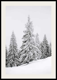 Fotografia di abeti innevati su una foresta invernale in pendenza-2