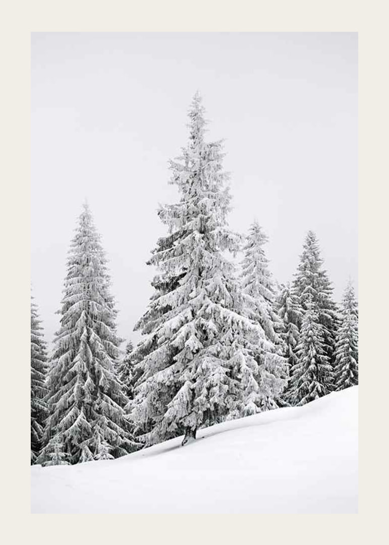 Fotografi av snötäckta granar på sluttande vinterskog-12