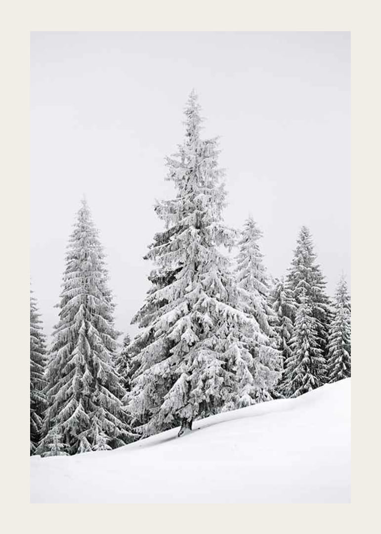 Fotografia di abeti innevati su una foresta invernale in pendenza-12