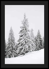 Fotografi av snötäckta granar på sluttande vinterskog-4