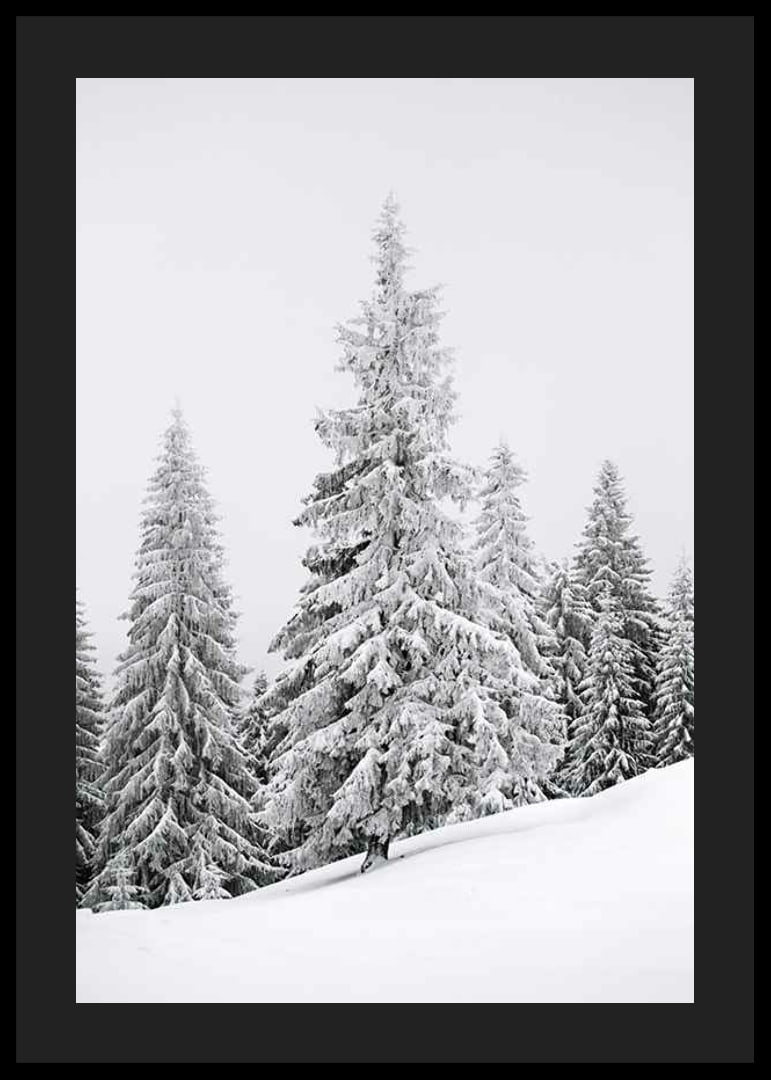 Fotografi av snötäckta granar på sluttande vinterskog-12