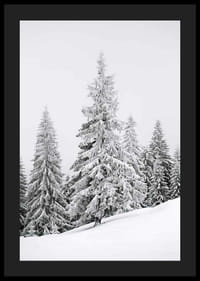 Fotografia di abeti innevati su una foresta invernale in pendenza-4