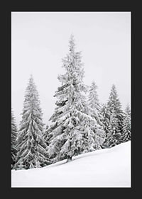 Fotografi av snötäckta granar på sluttande vinterskog-5