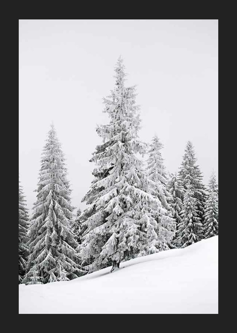 Fotografi av snötäckta granar på sluttande vinterskog-12