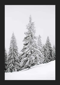 Fotografia di abeti innevati su una foresta invernale in pendenza-5
