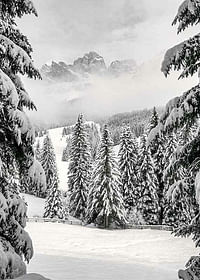Between Spruces-3