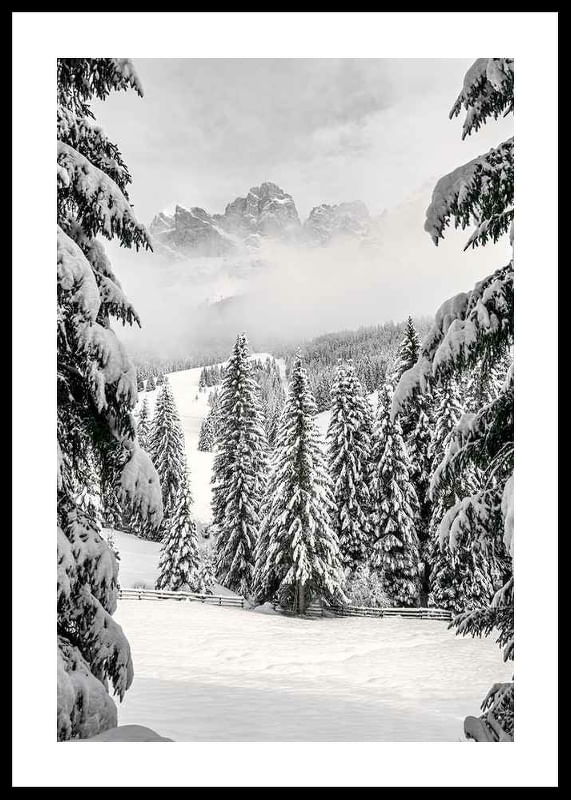 Between Spruces-12