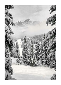 Between Spruces-1