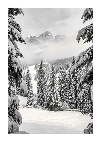 Poster Between Spruces