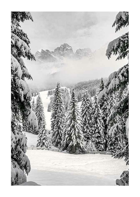Plagát Between Spruces