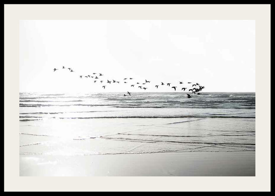 Fotografi av fågelflock som flyger över vågig sandstrand-12