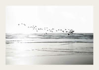 Fotografi av fågelflock som flyger över vågig sandstrand-3