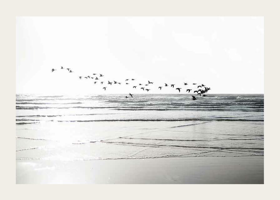 Fotografi av fågelflock som flyger över vågig sandstrand-12