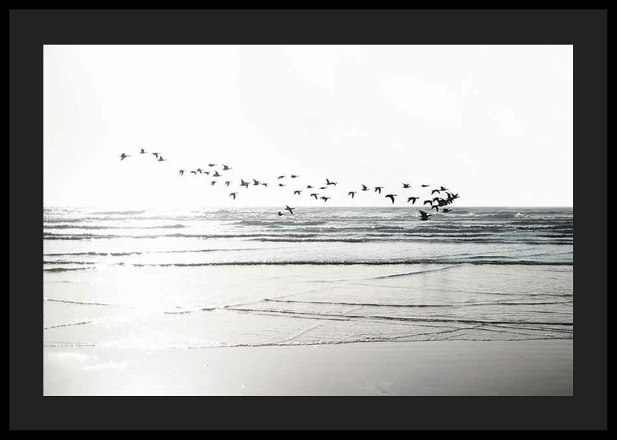 Fotografi av fågelflock som flyger över vågig sandstrand-12