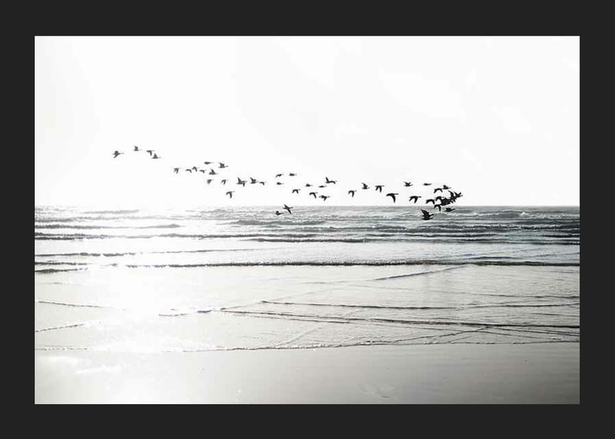 Fotografi av fågelflock som flyger över vågig sandstrand-12