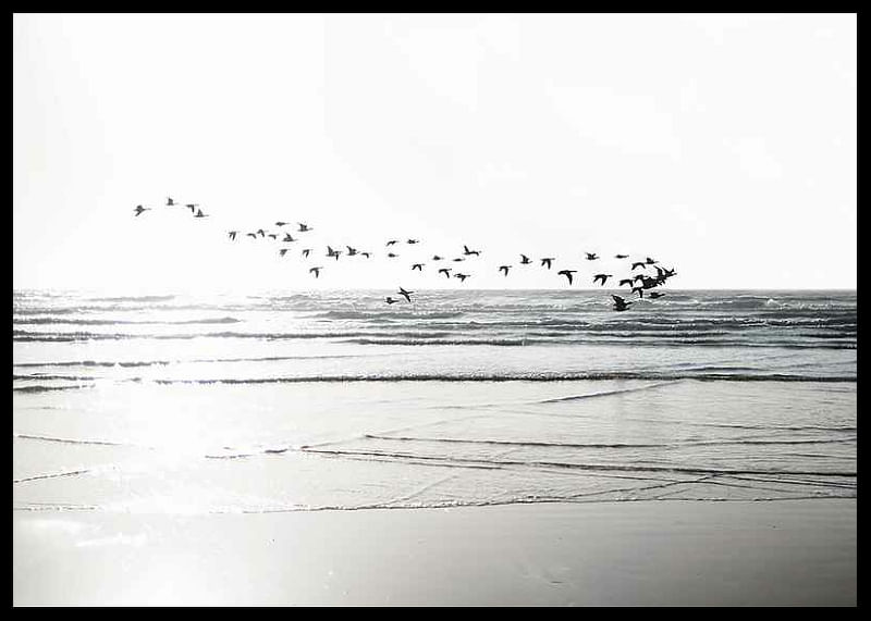 Birds Over Beach-12
