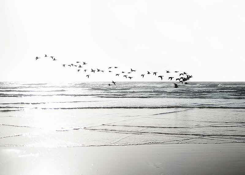 Birds Over Beach-12